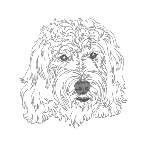 Petit Basset Griffon Vend En Animals Petit Basset Griffon Vend En Animals