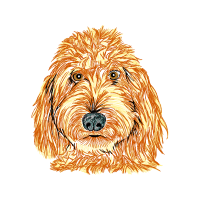 Petit Basset Griffon Vend En Animals