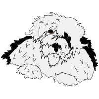 Petit Basset Griffon Vend En Animals Petit Basset Griffon Vend En Animals