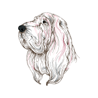 Petit Basset Griffon Vend En Animals