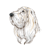 Petit Basset Griffon Vend En Animals