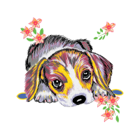 Pocket Beagle Animals Pocket Beagle Animals