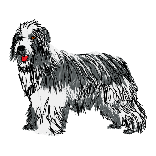 Polish Lowland Sheepdog Animals Polish Lowland Sheepdog Animals