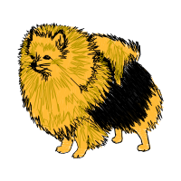 Pomeranian Animals Pomeranian Animals