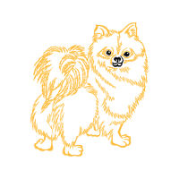 Pomeranian Animals