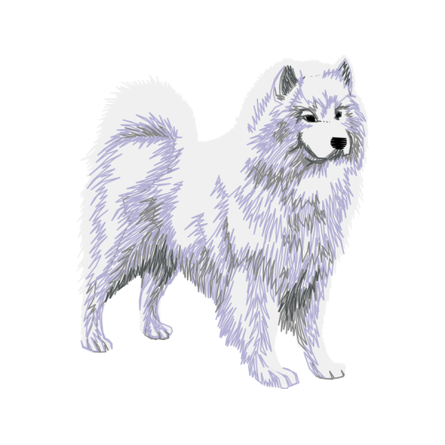 Pomeranian Animals Pomeranian Animals