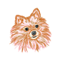 Pomeranian Animals