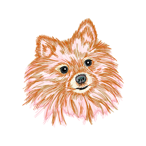 Pomeranian Animals Pomeranian Animals