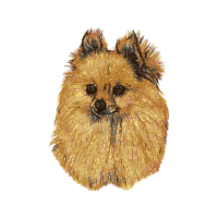 Pomeranian Animals