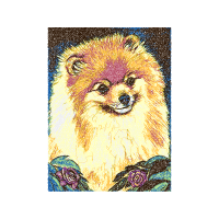 Pomeranian Animals