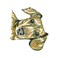 Reptiles Animals Reptiles Animals