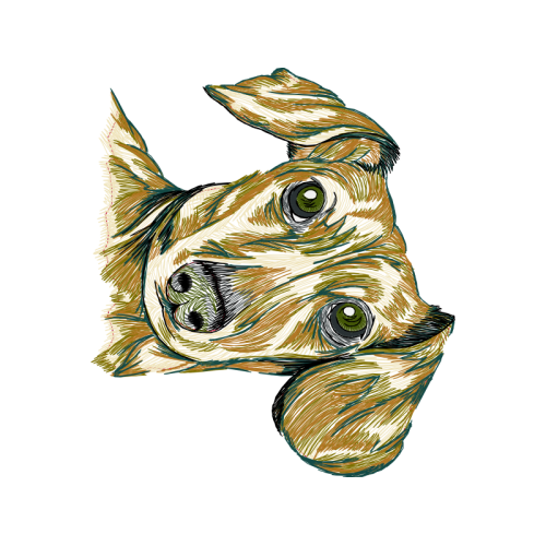 Reptiles Animals Reptiles Animals