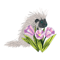 Rodents Animals Rodents Animals