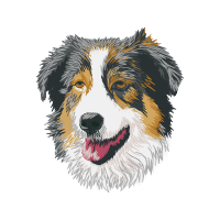 Rough Collie Animals Rough Collie Animals