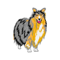 Rough Collie Animals Rough Collie Animals