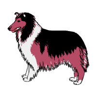 Rough Collie Animals Rough Collie Animals