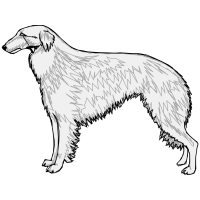 Rough Collie Animals