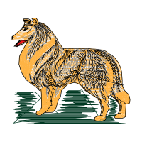 Rough Collie Animals Rough Collie Animals