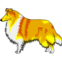 Rough Collie Animals Rough Collie Animals