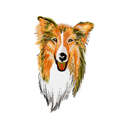 Sheltie Animals Sheltie Animals