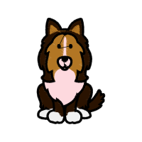 Sheltie Animals Sheltie Animals