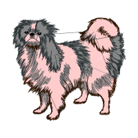 Shih Tzu Animals Shih Tzu Animals