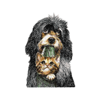 Shih Tzu Animals Shih Tzu Animals