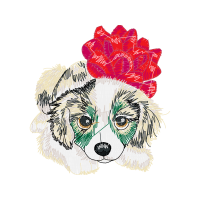 Shih Tzu Animals Shih Tzu Animals