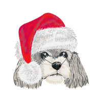 Shih Tzu Animals Shih Tzu Animals