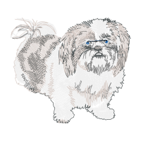 Shih Tzu Animals Shih Tzu Animals