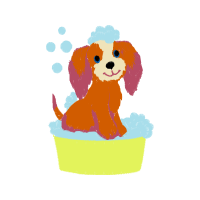 Shih Tzu Animals Shih Tzu Animals