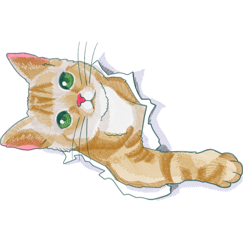 Siamese Cat Animals Siamese Cat Animals