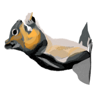 Siamese Cat Animals Siamese Cat Animals