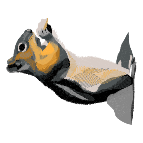 Siamese Cat Animals Siamese Cat Animals