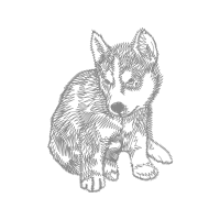 Siberian Husky Animals Siberian Husky Animals