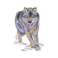 Siberian Husky Animals