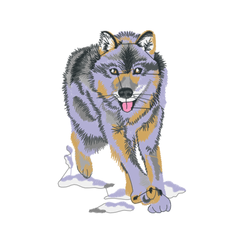 Siberian Husky Animals Siberian Husky Animals