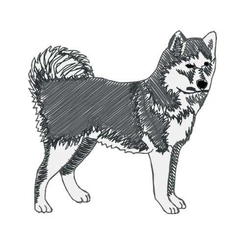 Siberian Husky Animals Siberian Husky Animals