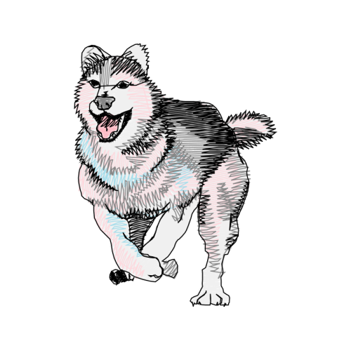 Siberian Husky Animals Siberian Husky Animals