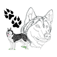 Siberian Husky Animals Siberian Husky Animals