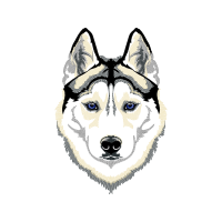 Siberian Husky Animals Siberian Husky Animals