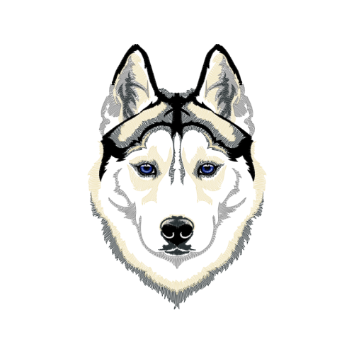 Siberian Husky Animals Siberian Husky Animals