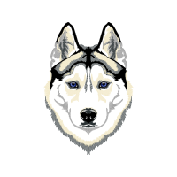 Siberian Husky Animals Siberian Husky Animals