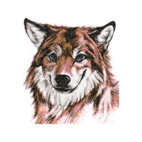 Siberian Husky Animals Siberian Husky Animals