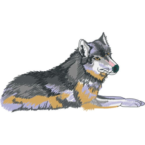 Siberian Husky Animals Siberian Husky Animals