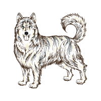 Siberian Husky Animals Siberian Husky Animals