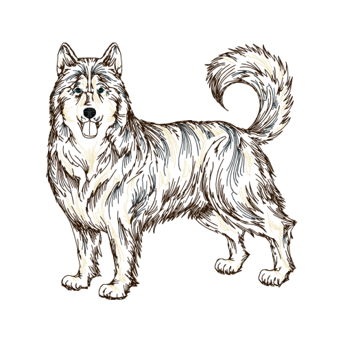 Siberian Husky Animals Siberian Husky Animals