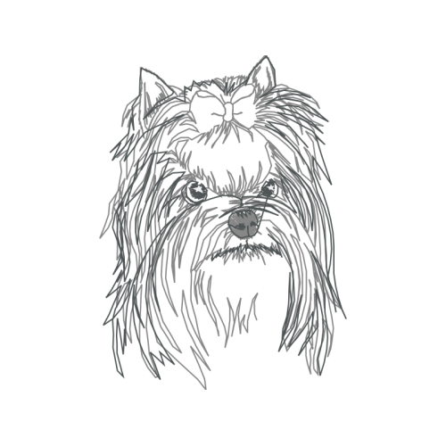 Silky Terrier Animals Silky Terrier Animals