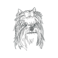 Silky Terrier Animals Silky Terrier Animals