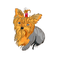 Silky Terrier Animals Silky Terrier Animals
